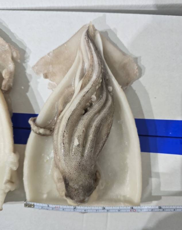 �Һ���¡��